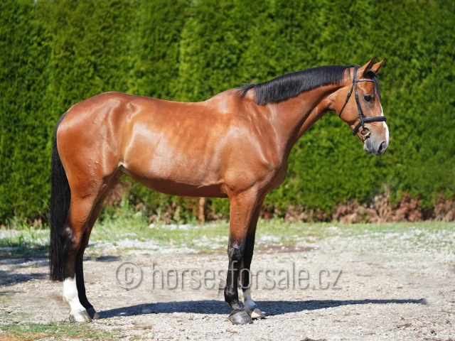 ELLA - image 11