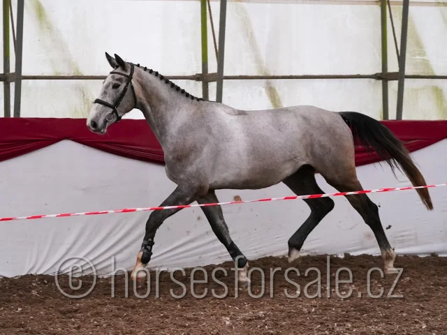 DAMON - image 9