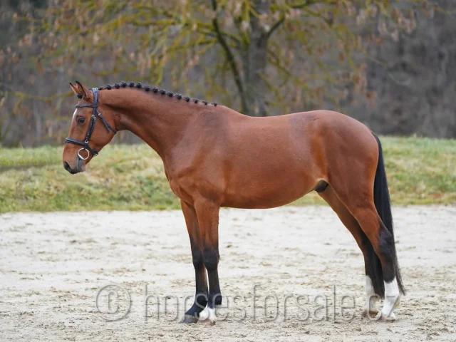 CONDIADOR - image 1
