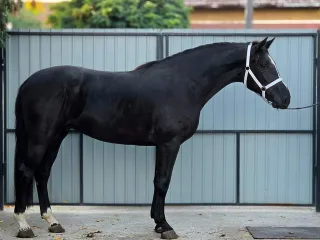 Bagheera - image 3