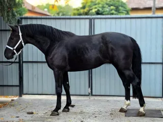 Bagheera - image 4