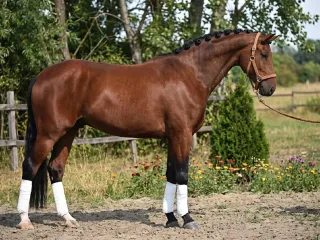 SPRINGSTEEN VDL - image 1