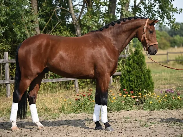 SPRINGSTEEN VDL - image 1